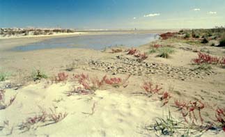 Lido Estensi : relitti di dune con Salicornia