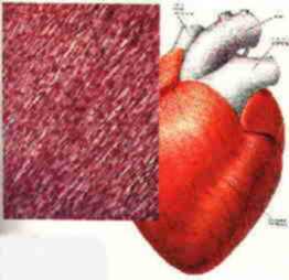 Tessuto cardiaco visto al microscopio. Di lato possiamo vedere come il miocardio  disposto nel cuore. Pur essendo un muscolo striato, si contrae spontaneamente