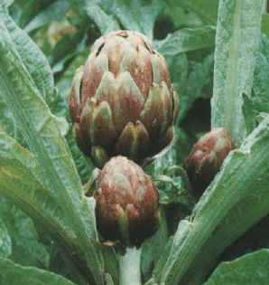 Il carciofo ramacca variet che si coltiva in sicilia
