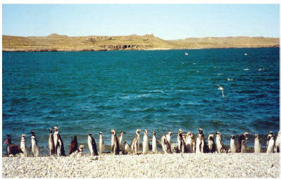 sur Patagonia,pinguinos