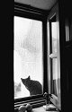 Cat in Window, Santorini, Greece, 1991