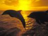 Che belli i delfini al tramonto !!