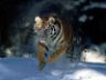 Splendido esemplare di Tigre versione invernale...