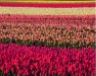 Campo di tulipani in olanda