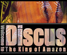 The King of Amazon