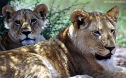 coppia di giovani leoni, un maschio e una femmina
