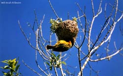 uccello tessitore mentre entra nel nido