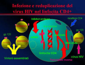 schema semplificato di infezione da HIV nella cellula CD4 +