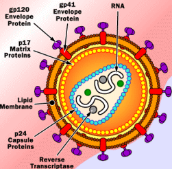 Virus dell'HIV in schema