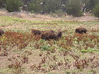 I bisonti