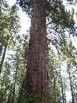 Una sequoia