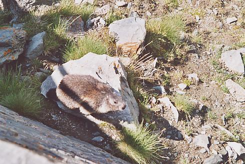 Grossglockner: marmotta austriaca :-)