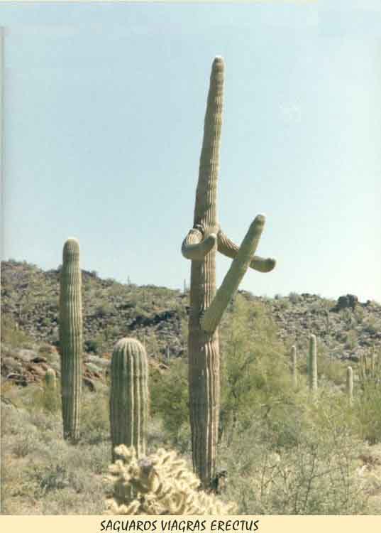 Kaktusviagra.jpg
