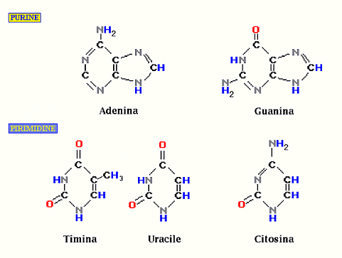 La Chimica Della Vita