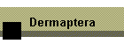 Dermaptera