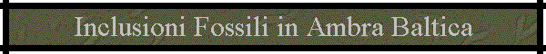 Inclusioni Fossili in Ambra Baltica