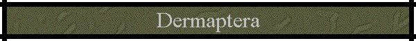 Dermaptera