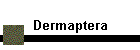 Dermaptera