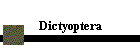 Dictyoptera