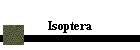 Isoptera