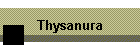 Thysanura