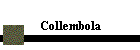 Collembola