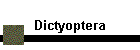 Dictyoptera