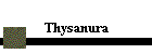 Thysanura