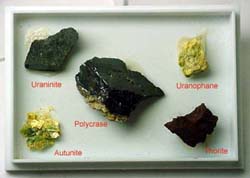 Vetrinetta con i cinque campioni: Uraninite, Uranophane, Polycrase, Autunite e Thorite.