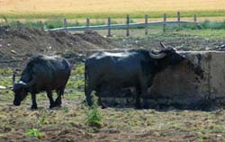 Allevamento di bufali nella piana garganica