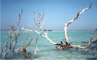 Ras Nusrani : relitto e mangrovie