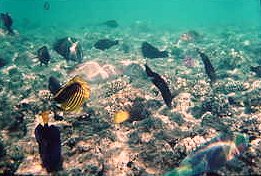 Naama bay : pesci tropicali
