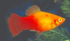 platy1.jpg (4736 byte)