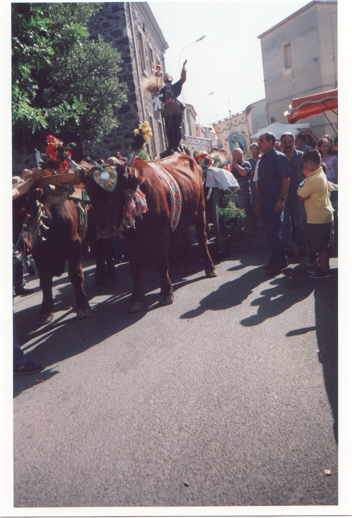 Particolare della processione per San'Isidoro dove la statua è portata in processione sul giogo dei buoi