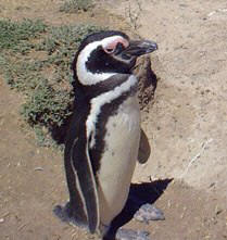pinguino patagonia argentina