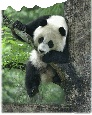 PandyX