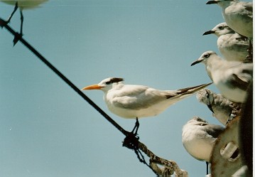 Hemidactylus palaichtus