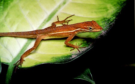 Anolis auratus