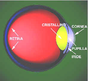 anatomia_occhio_completa.jpg (14692 byte)