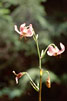 Giglio martagone (Lilium martagon)