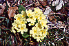 Primula (Primula vulgaris)