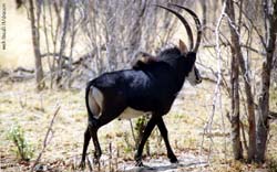 bellissimo esemplare adulto di antilope nera