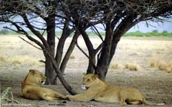 coppia di leonesse all'ombra di un'acacia