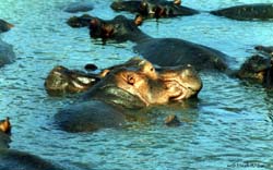 ippopotami sulla palude costiera, a 2 passi dal mare