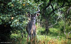 magnifico kudu maschio
