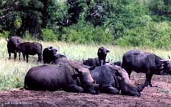 gruppo di rinoceronti bianchi e bufali