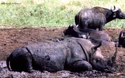 rinoceronte bianco si riposa immerso nel fango