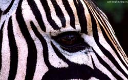 primissimo piano di zebra