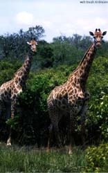 coppia di giraffe curiose