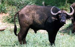 giovane maschio di bufalo